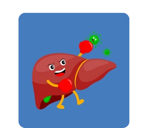 Liver