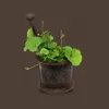Brahmi